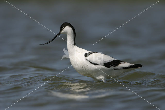 Pied Avocet (Recurvirostra avosetta)