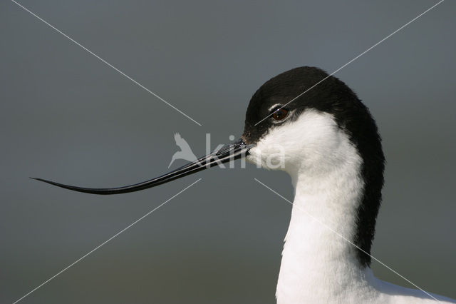 Pied Avocet (Recurvirostra avosetta)