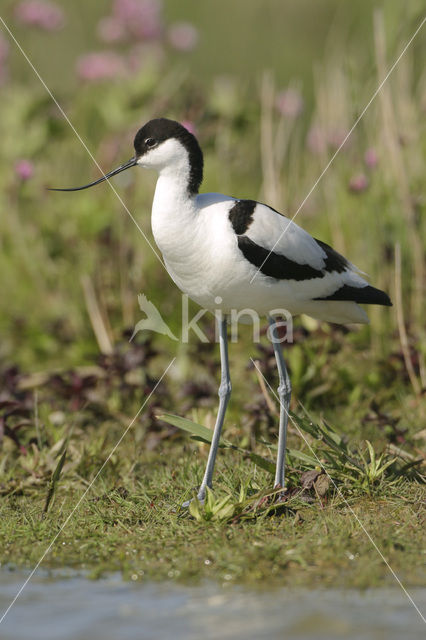 Pied Avocet (Recurvirostra avosetta)