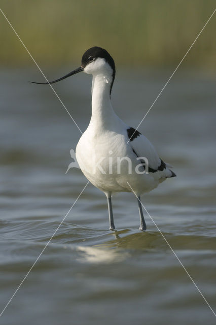 Pied Avocet (Recurvirostra avosetta)