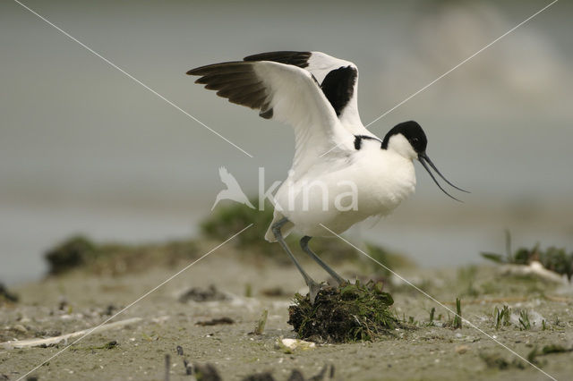 Pied Avocet (Recurvirostra avosetta)