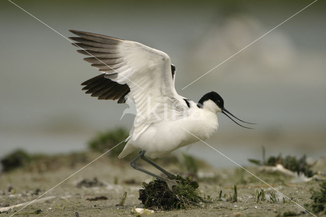 Pied Avocet (Recurvirostra avosetta)