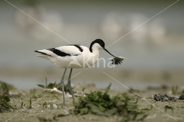 Pied Avocet (Recurvirostra avosetta)