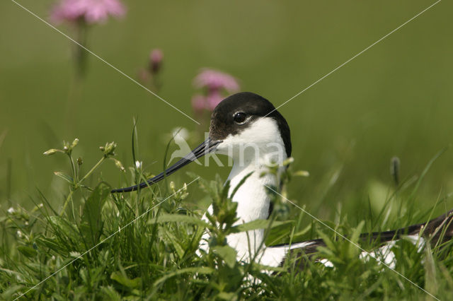 Pied Avocet (Recurvirostra avosetta)