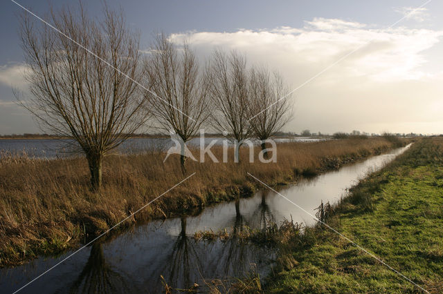 Knotwilg (Salix alba)