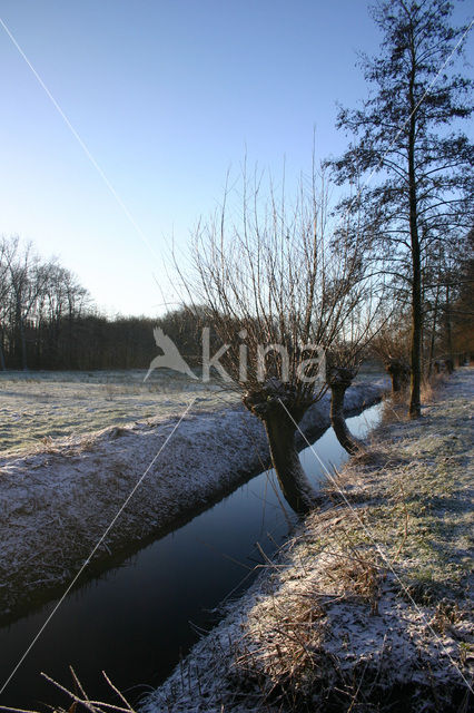 Knotwilg (Salix alba)