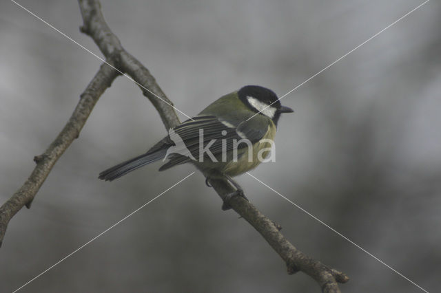 Koolmees (Parus major)