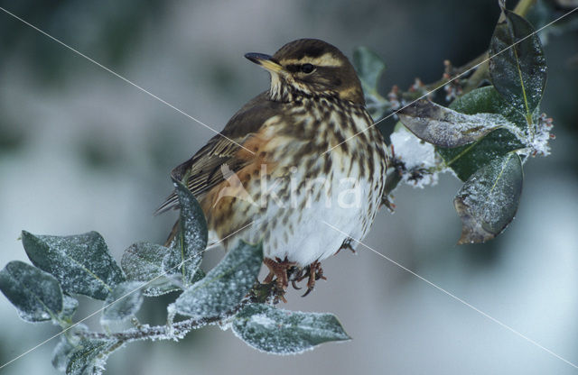 Koperwiek (Turdus iliacus)