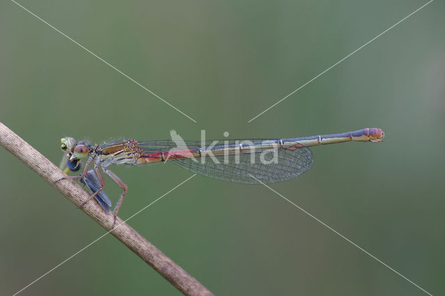 Koraaljuffer (Ceriagrion tenellum)