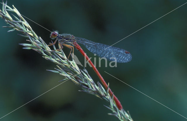 Koraaljuffer (Ceriagrion tenellum)