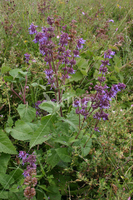 Kranssalie (Salvia verticillata)