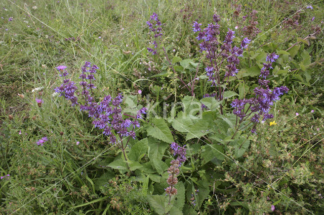 Kranssalie (Salvia verticillata)