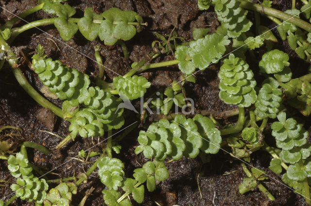 Kruipend moerasscherm (Apium repens)