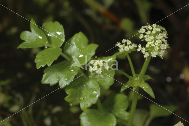 Kruipend moerasscherm (Apium repens)