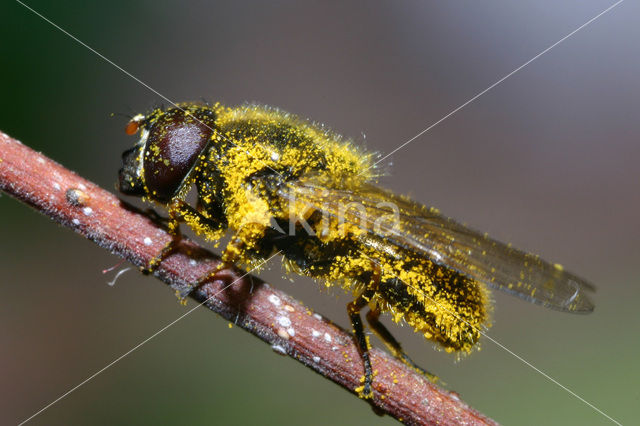 Kruiskruidgitje (Cheilosia bergenstammi)