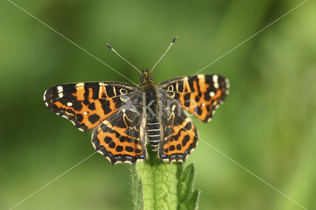 Landkaartje (Araschnia levana)