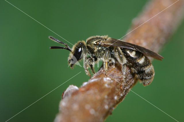 Brassy Mining Bee (Lasioglossum morio)