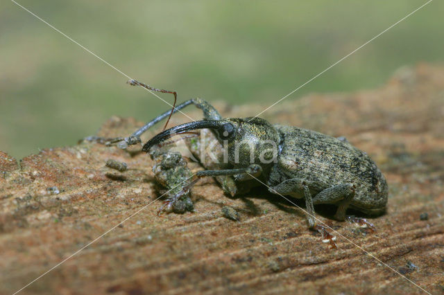 Langsprietpopuliersnuittor (Dorytomus longimanus)