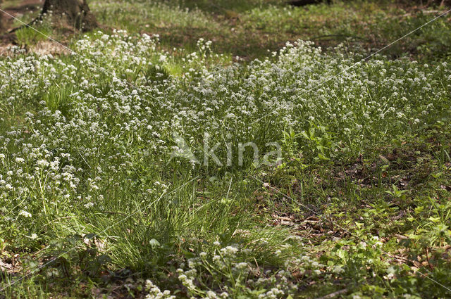 Lepelblad (Cochlearia)