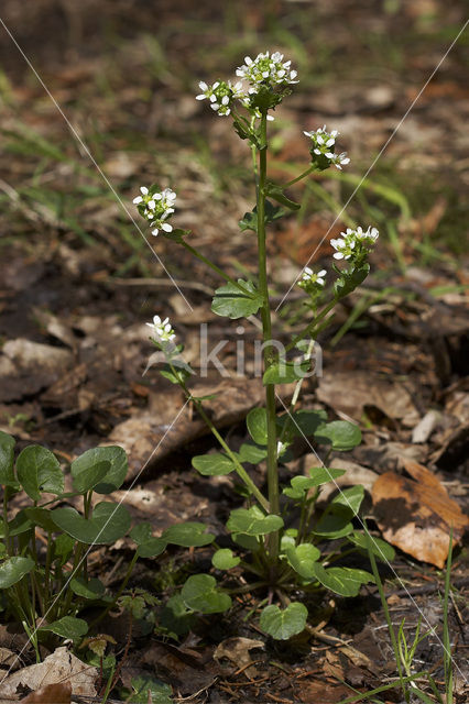 Lepelblad (Cochlearia)