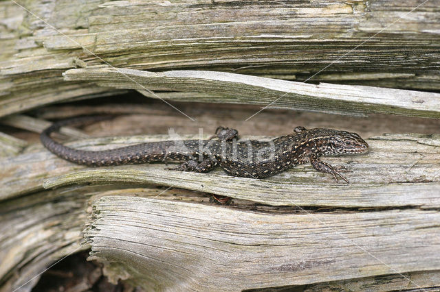 Levendbarende hagedis (Zootoca vivipara)