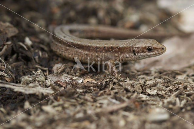 Levendbarende hagedis (Zootoca vivipara)