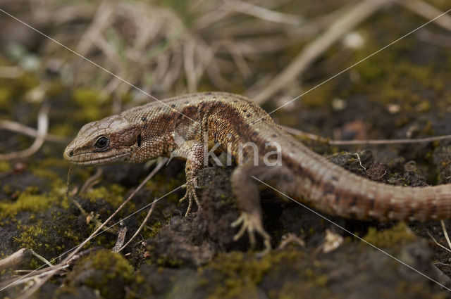 Levendbarende hagedis (Zootoca vivipara)