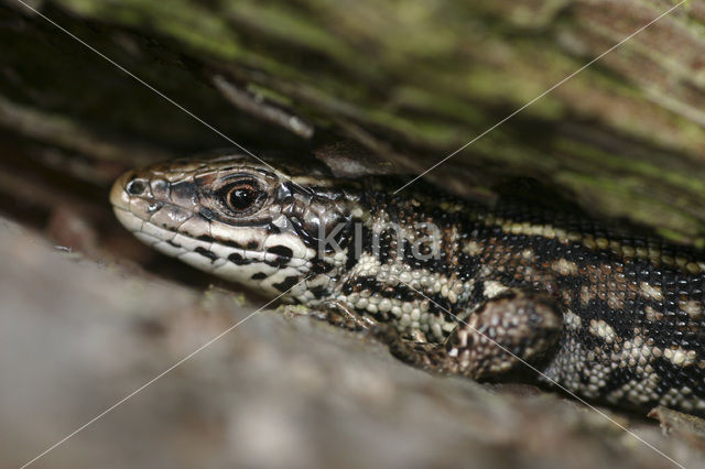 Viviparous Lizard (Zootoca vivipara)