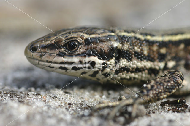 Levendbarende hagedis (Zootoca vivipara)