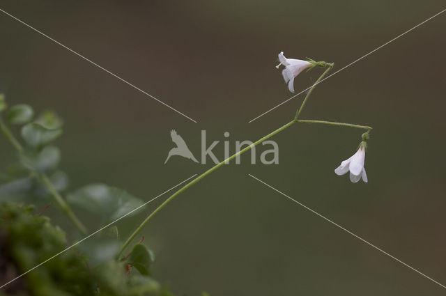 Linnaeusklokje (Linnaea borealis)