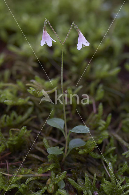 Linnaeusklokje (Linnaea borealis)