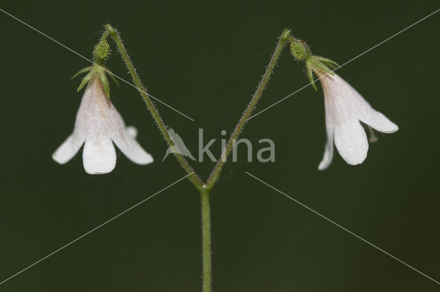 Linnaeusklokje (Linnaea borealis)