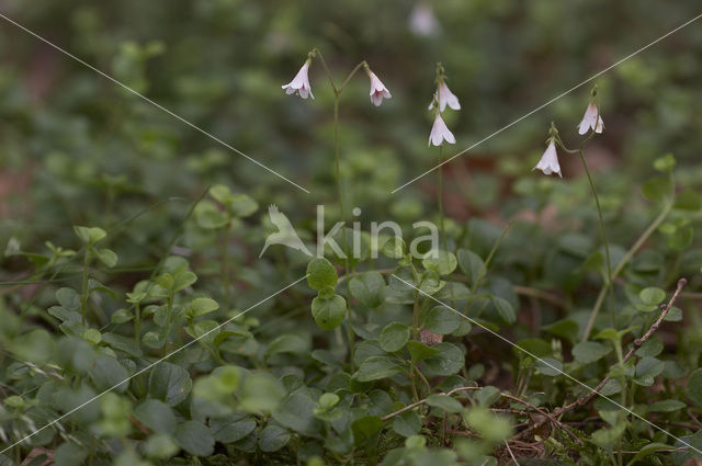 Linnaeusklokje (Linnaea borealis)