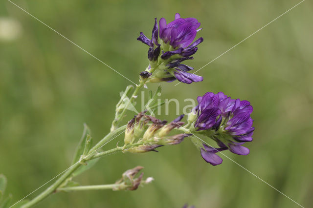 Luzerne (Medicago sativa)