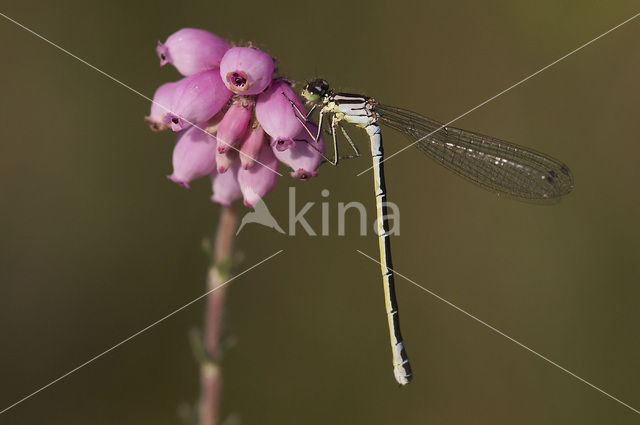 Maanwaterjuffer (Coenagrion lunulatum)