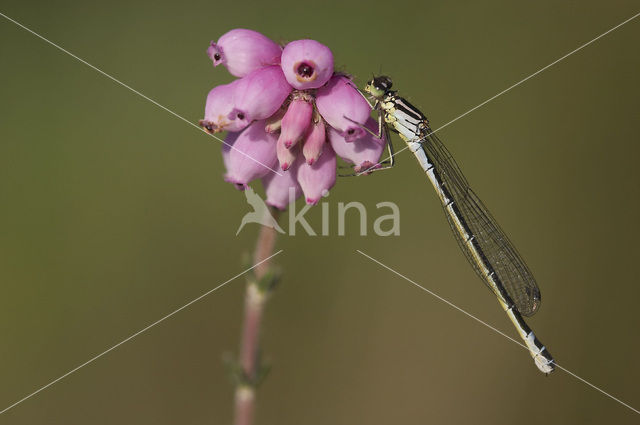 Maanwaterjuffer (Coenagrion lunulatum)