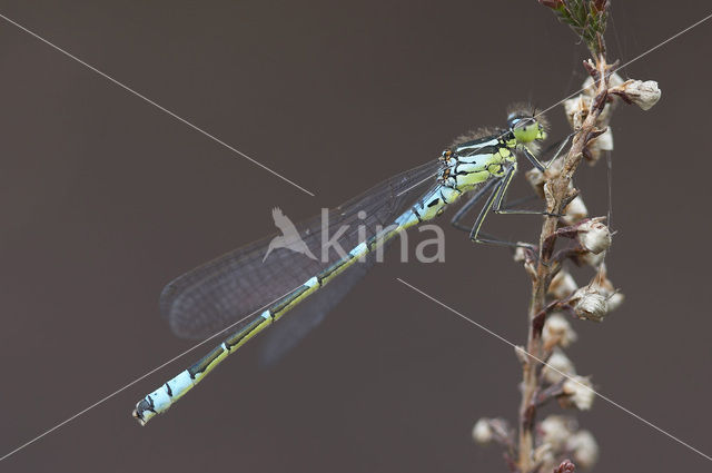 Maanwaterjuffer (Coenagrion lunulatum)