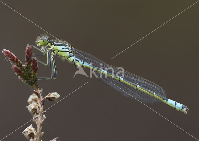 Maanwaterjuffer (Coenagrion lunulatum)