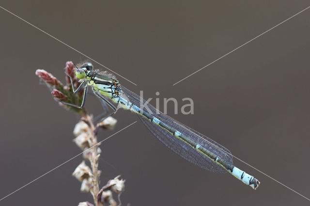 Maanwaterjuffer (Coenagrion lunulatum)