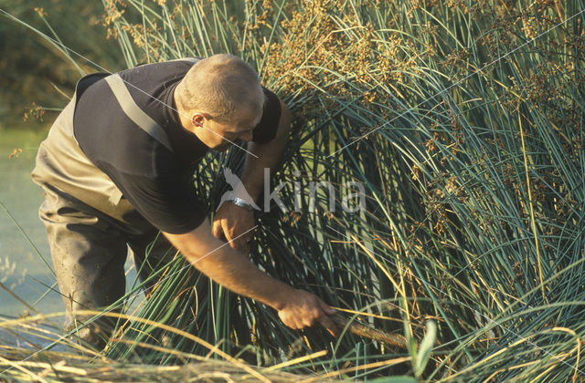 Mattenbies (Scirpus lacustris)