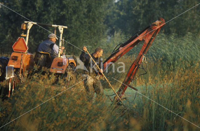 Mattenbies (Scirpus lacustris)