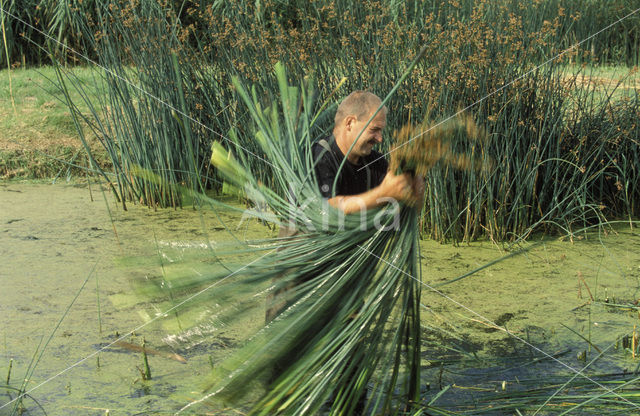 Mattenbies (Scirpus lacustris)