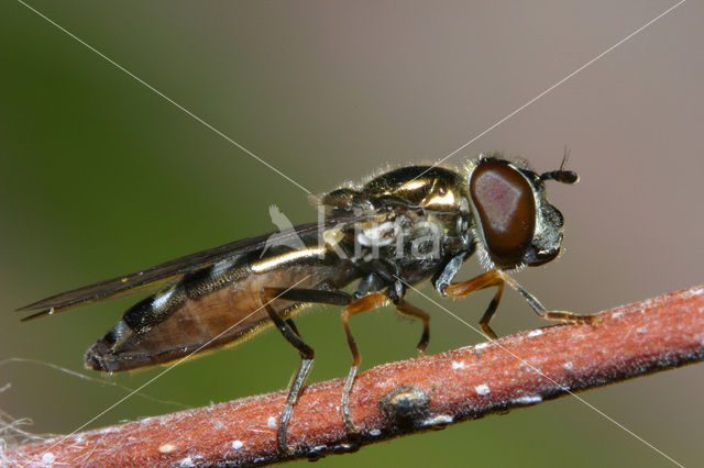 Micaplatvoetje (Platycheirus albimanus)