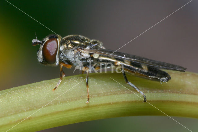 Micaplatvoetje (Platycheirus albimanus)