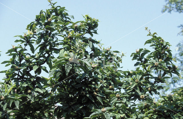 Medlar (Mespilus germanica)