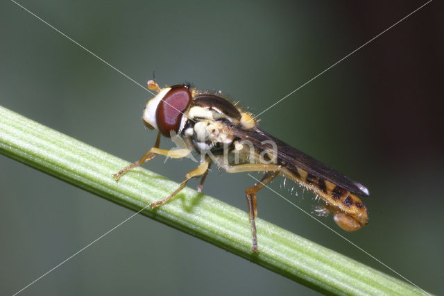 Moeilijke langlijf (Sphaerophoria batava)