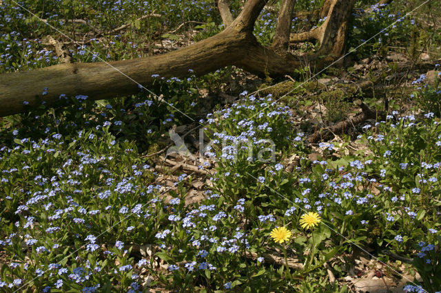 Moeras vergeet-mij-nietje (Myosotis palustris )