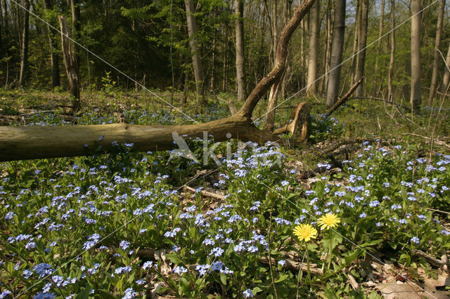 Moeras vergeet-mij-nietje (Myosotis palustris )