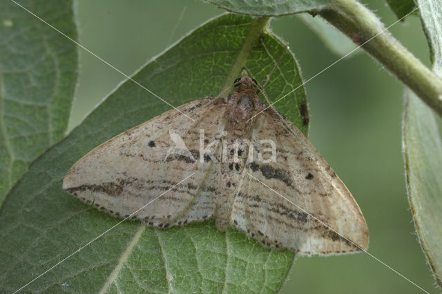 Moeraswalstrospanner (Orthonama vittata)