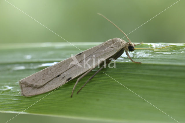 Muisbeertje (Pelosia muscerda)